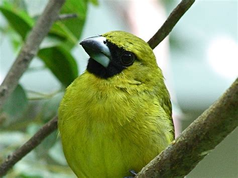 Yellow Green Grosbeak Beautiful Birds Live Animals Animal Categories