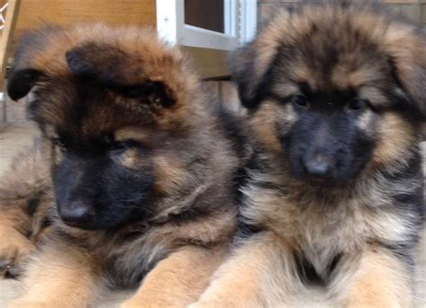Check spelling or type a new query. AKC Long Coat German Shepherd Pups for Sale in Burlington ...