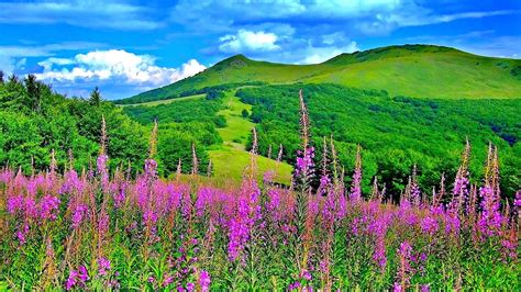41 bible verses about the beauty of nature. Wonderful spring colours in the nature-flowers and mountains