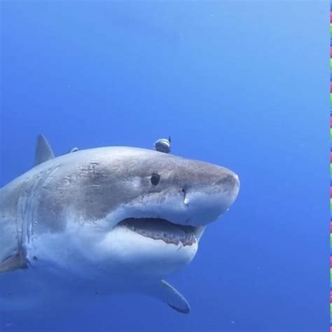 ocean ramsey and her team encountered this 20 ft great white shark near the island of oahu
