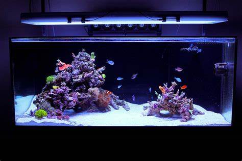 Minimalist Aquascaping Page 41 Reef Central Online Community