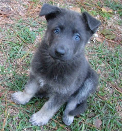 Albums 92 Pictures German Shepherd Puppy Pictures At 7 Weeks Full Hd