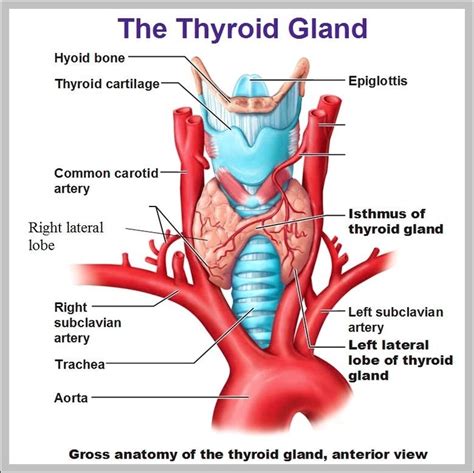 Thyroid Anatomy Graph Diagram