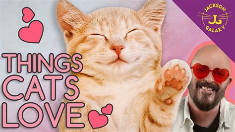 10 things your cats love the most youtube