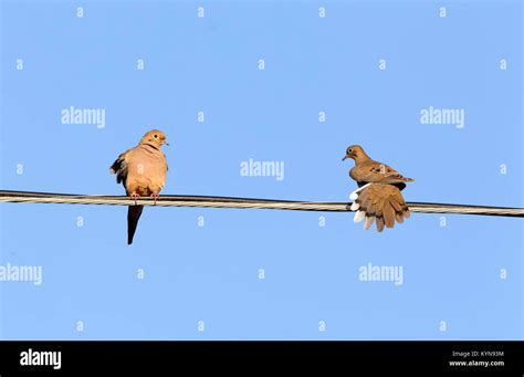 Two Mourning Doves One Facing Camera One Facing Away Hi Res Stock