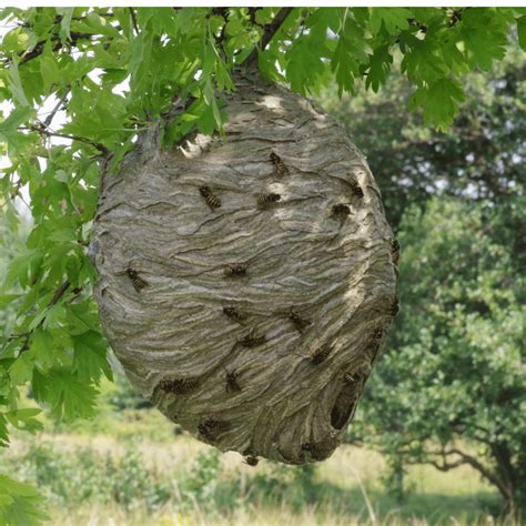 Why Do Wasps Build Nests 8 Facts You Didnt Know