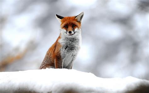 Fox Animals Small Snow Winter Photography Depth Of Field