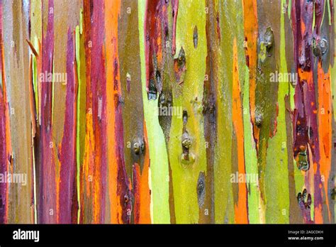 Beautiful Close Up Macro Photograph Of The Bark Of A Rainbow Eucalyptus
