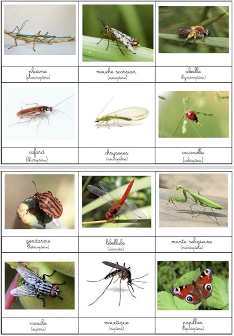 Carte De Nomenclature Insectes De France Healtheducation Health