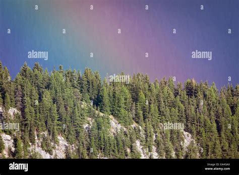 Arco Iris Sobre Un Verde Bosque De Pinos En Los Alpes Suizos Europa