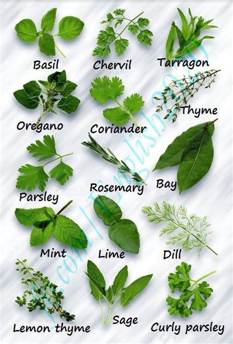 Small Leaf Name Kids Learning Herbs English Vocabulary Vocabulary
