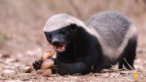 How Aggressive Is A Honey Badger Ratel Mellivora Capensis