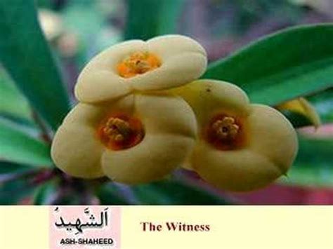 Also, if someone wants rehabilitation from a disease. Flowers: 99 Names of Allah - YouTube