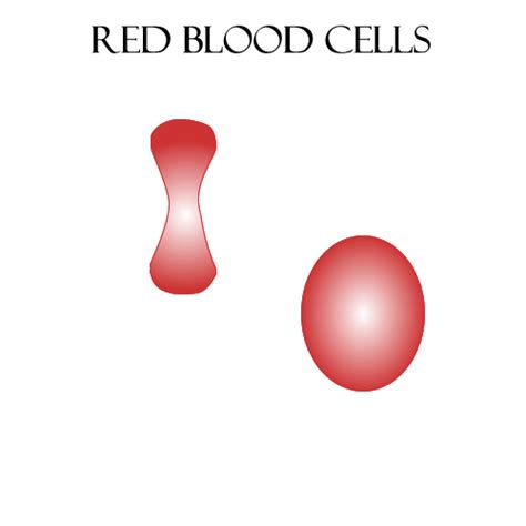 Red Blood Cells Drawing At Getdrawings Free Download