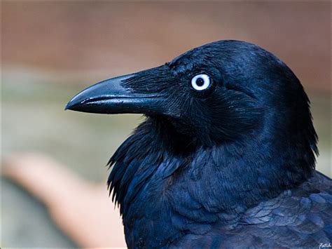 A gray crown and white eyebrow stripe bordered above and below by blackish lines. TrekNature | Australian Raven Photo