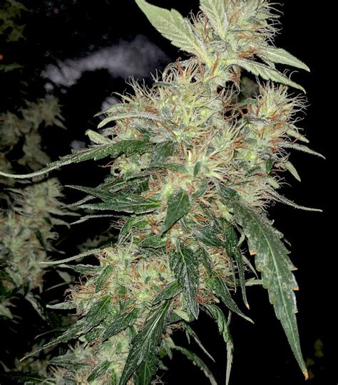 Blue Gelato 41 Barneys Farm Cannabis Samen Zu Verkaufen Herbies Seeds