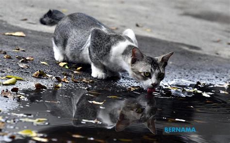 Kesan kepada individu ialah seperti berikut Individu bakar kucing diburu, Persatuan Haiwan Malaysia ...