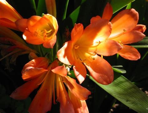 Maybe you would like to learn more about one of these? Pin on Growing