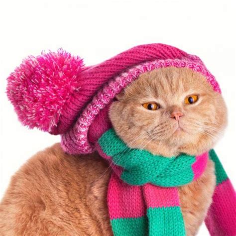 Do Cats Feel The Cold
