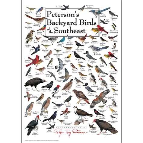 Petersons Backyard Birds Of The Southeast Poster Poster Frame Poster