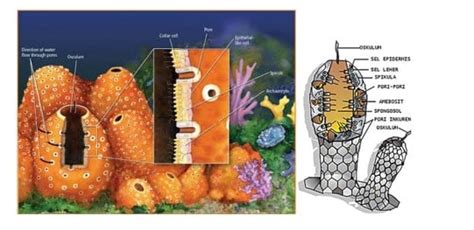 Ciri Ciri Porifera Klasifikasi Dan Contohnya Dalam Il Vrogue Co