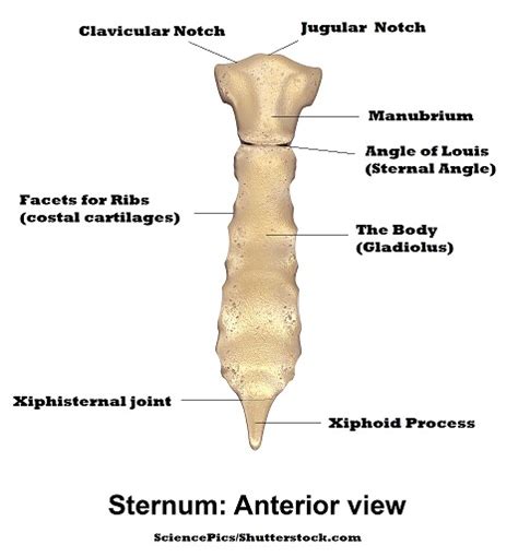 Jugular Notch Of Sternum