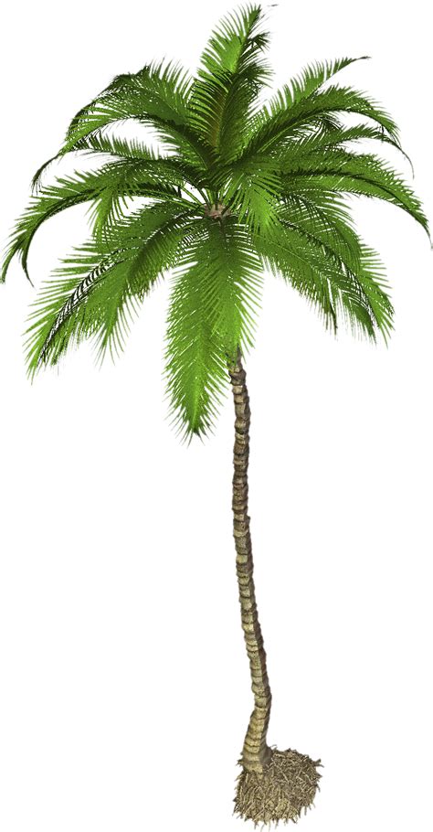 Coconut Tree Png Photo Png Mart