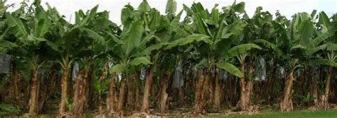 Banana Farming 10 Helpful Tips To Starting A Banana Farming Business