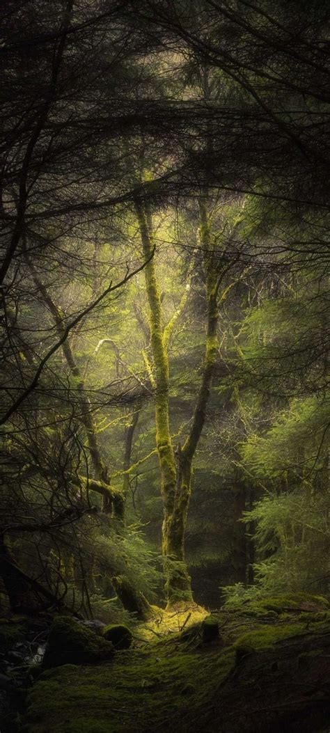 Forest Fog Trees Wallpaper 720x1600