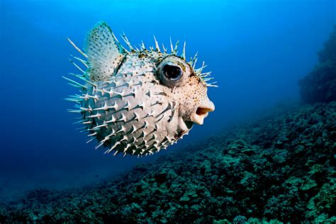 Japanese Company Develops Non Poisonous Fugu Puffer Fish Style And Living
