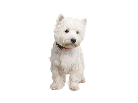 West Highland White Terrier Rehoming Rescue Dog Dogs Trust