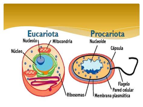 Diferencias Entre Células Eucariotas Y Procariotas Tipos De Celulas