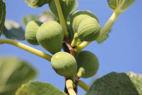 Free Images Nature Branch Blossom Fruit Berry