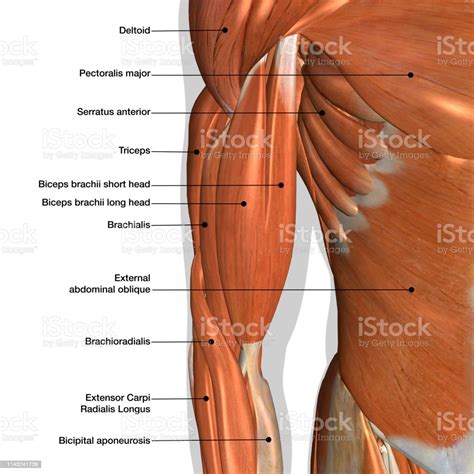 Male Arm And Chest Muscles Labeled Chart On White Stock Photo