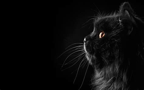 Wallpaper hitam for android apk download. Kucing Lucu Hitam Wallpaper - Wallpaper Ponsel Kucing ...