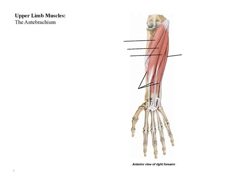 Human muscle system, the muscles of the human body that work the skeletal system, that are under voluntary control, and that are concerned with movement, posture, and balance. Lab 5: Upper Body Muscles - Biology 252 with Shemer at ...