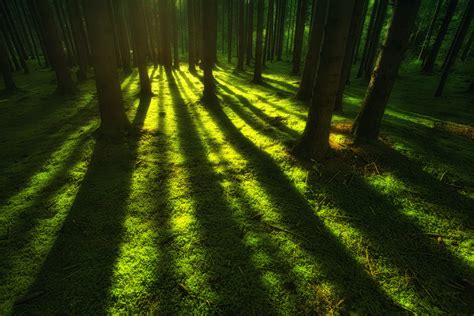 Green Wallpaper 4k Forest Trees Shadow Daylight
