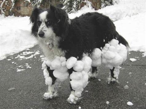 How To Prevent Snowballs In Dogs Foot Pads Things To Know About Dogs