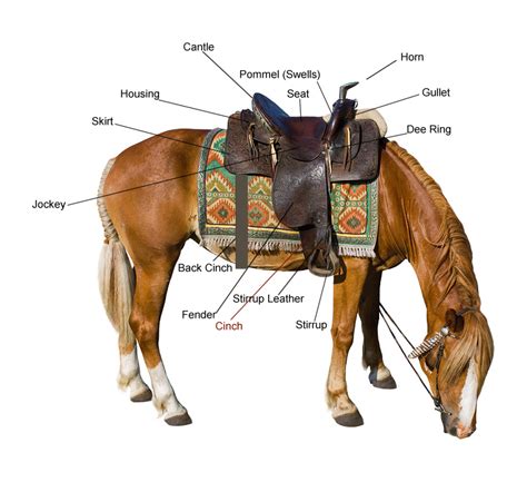 Parts Of The Western Saddle
