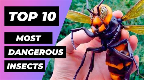 Top 10 Most Dangerous Insects In The World 1 Minute Animals Youtube