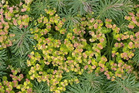 Its bright green mounded foliage. 15 Best Low-Maintenance Flowers for Your Garden — Easy ...
