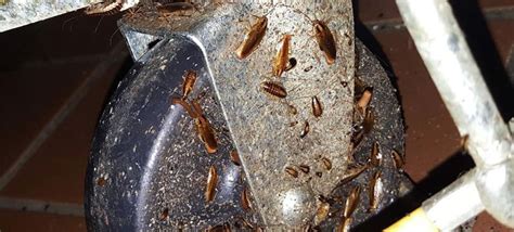 Summer Cockroach Ant Plague · Clean And Green Pest Control Northern Beaches