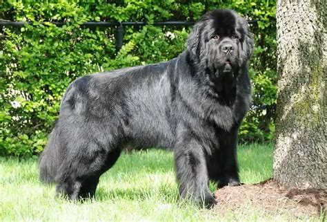 10 Massive Dog Breeds That Weigh Over 100 Pounds Pictures