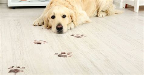 The Very Best Options For Pet Friendly Flooring