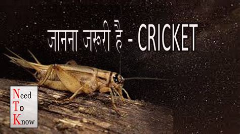 What does it mae crickets stop chirping? how crickets make sound ? - YouTube