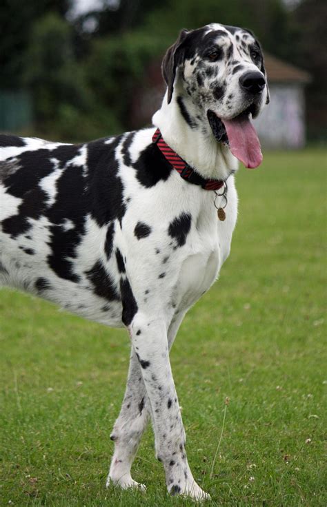 The Great Dane Breed Guide And Top Facts Animal Corner