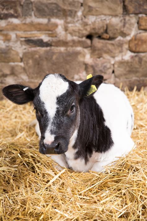 Calf On Straw Free Stock Photo Public Domain Pictures