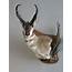 Antelope Taxidermy Mount For Sale A 125P – Mounts
