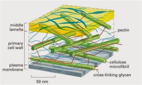Bio Geo Nerd: Plant Cell Wall Synthesis