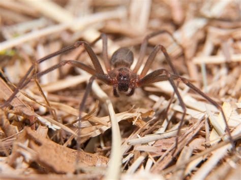 Even Among Arachnids, the Brown Recluse is MisunderstoodAnderson Pest